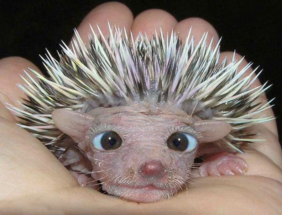 Diseño de Photoshop por dosysod para DesignCrowd (Community Contests) | Diseño #9004530