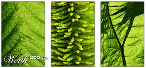 Photography by SigloV