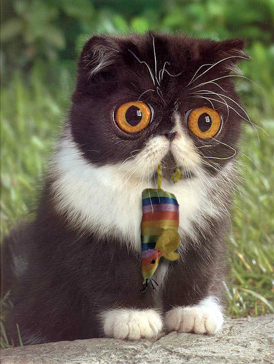 Photoshop Design by Sassydeb for DesignCrowd (Community Contests) | Design #9004516