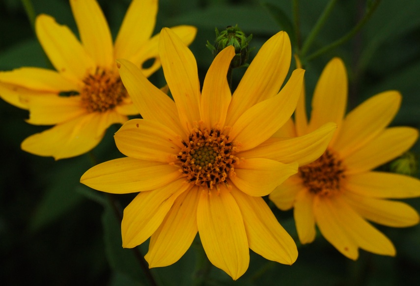 Photography by LykoiSpirit for DesignCrowd (Community Contests) | Design #9000297