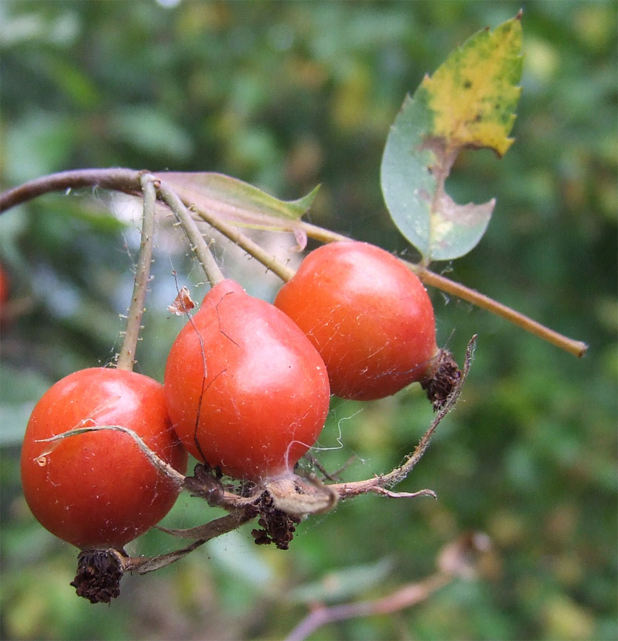 Photography by wilowwhysp for DesignCrowd (Community Contests) | Design #9000312