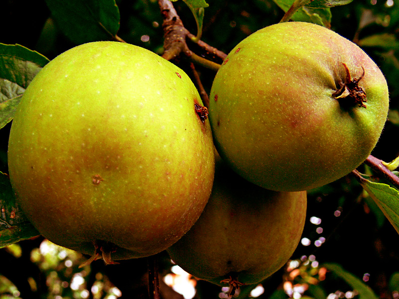 Photographie par alicina pour DesignCrowd (Community Contests) | Design #9000329