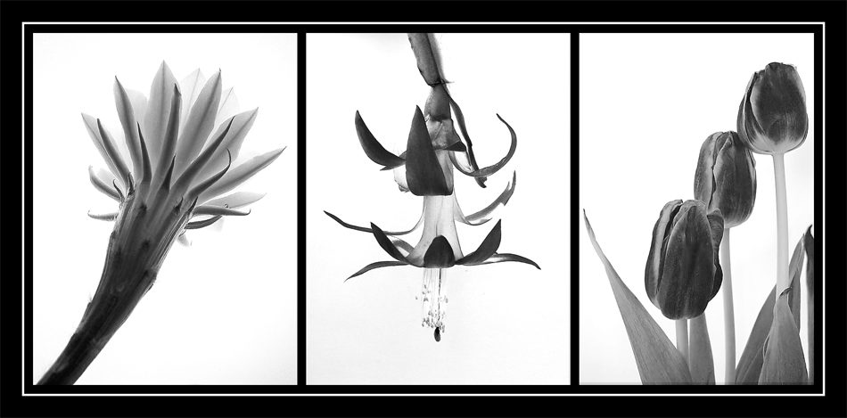 Fotografía por IsleofJura para DesignCrowd (Community Contests) | Diseño #9000754