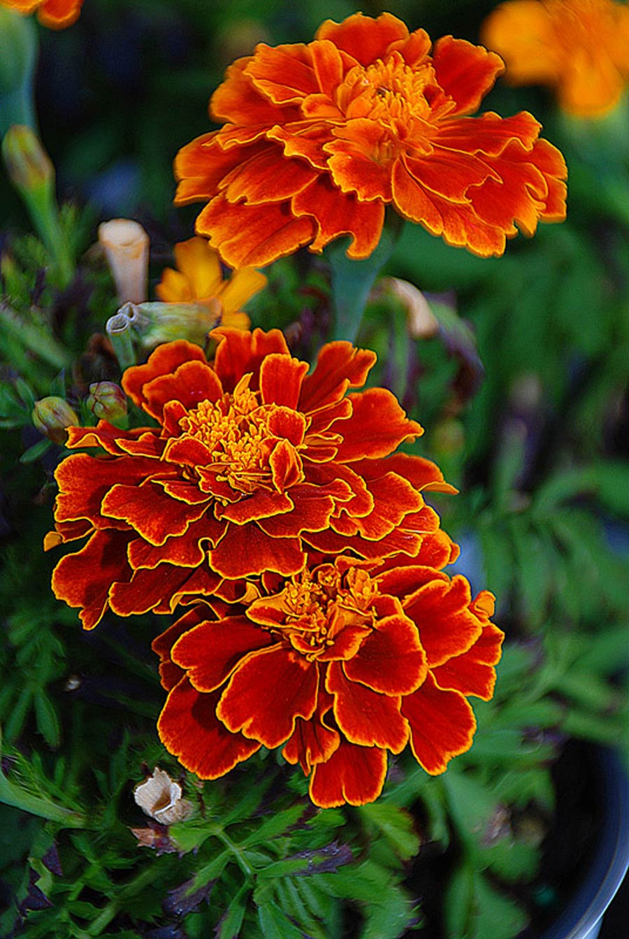 Photography by gymp93 for DesignCrowd (Community Contests) | Design #9000325