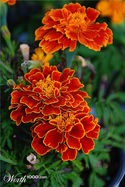 Photography by gymp93