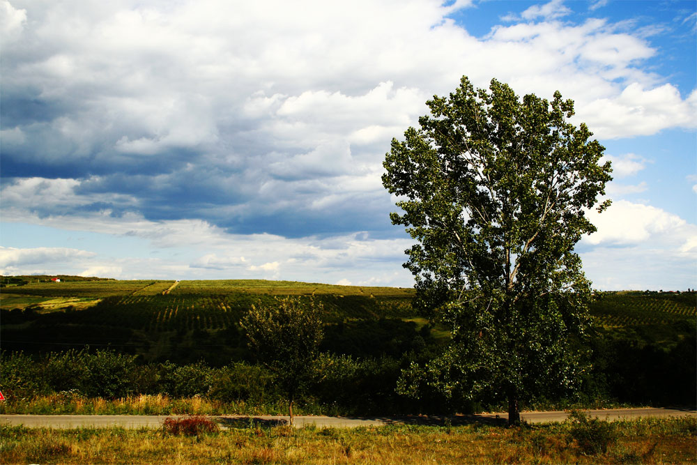 Fotografía por Seba86 para DesignCrowd (Community Contests) | Diseño #8998475