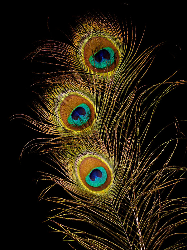 Fotografía por IsleofJura para DesignCrowd (Community Contests) | Diseño #9000407