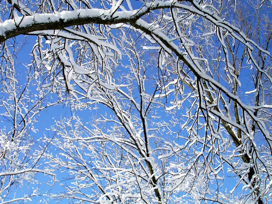 Fotografie von mangoslushy für DesignCrowd (Community Contests) | Design #8998468