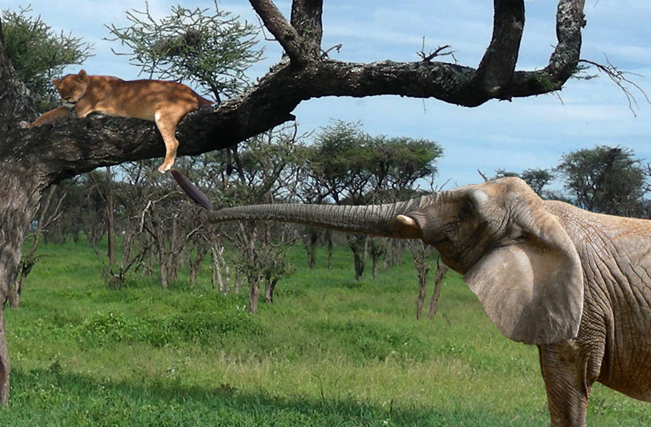 Photoshop Design by scsonka for DesignCrowd (Community Contests) | Design #8997477