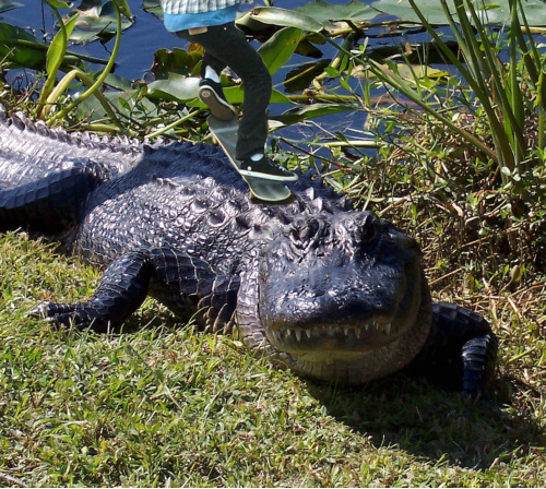 Diseño de Photoshop por Razieluk para DesignCrowd (Community Contests) | Diseño #8997497