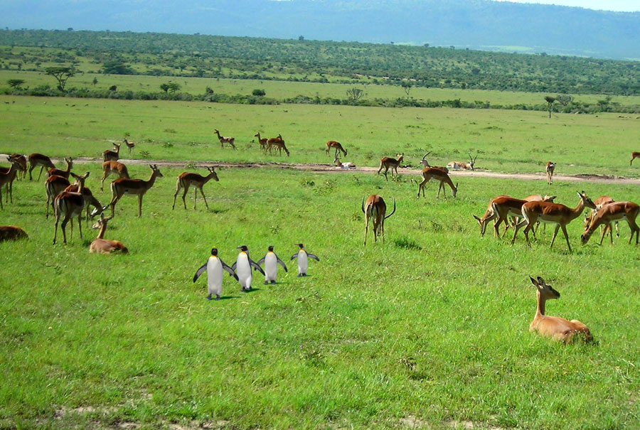 Photoshop Design by eccehobo for DesignCrowd (Community Contests) | Design #8999030