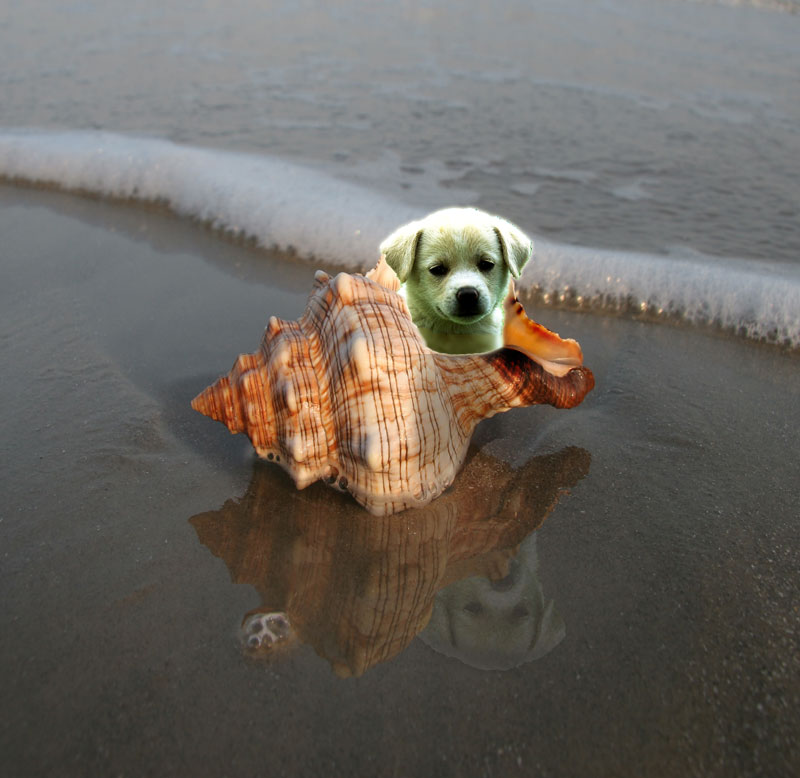 Photoshop Design by rajeshsharma for DesignCrowd (Community Contests) | Design #8999035