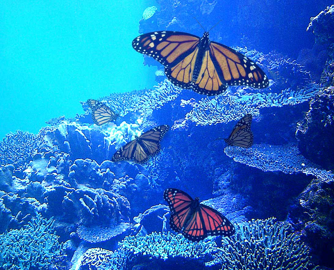 Photoshop Design by Telmereth for DesignCrowd (Community Contests) | Design #8999046