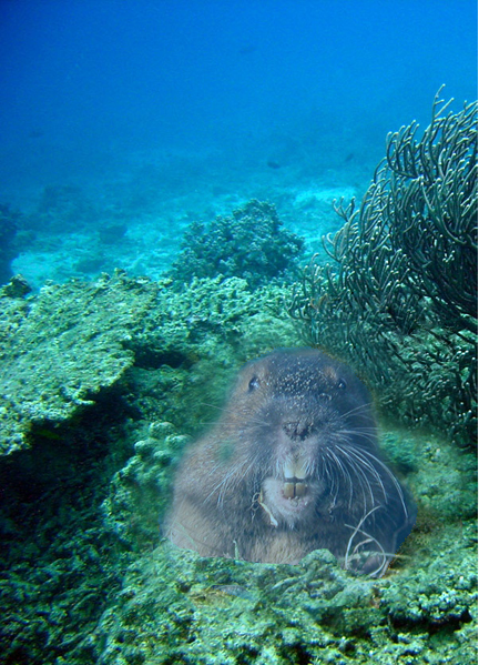 Photoshop Design by drakyssej for DesignCrowd (Community Contests) | Design #8999049