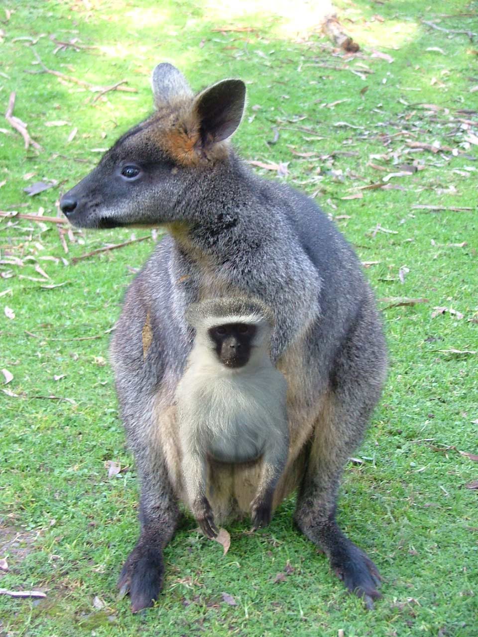 Photoshop Design by refab999 for DesignCrowd (Community Contests) | Design #8999061