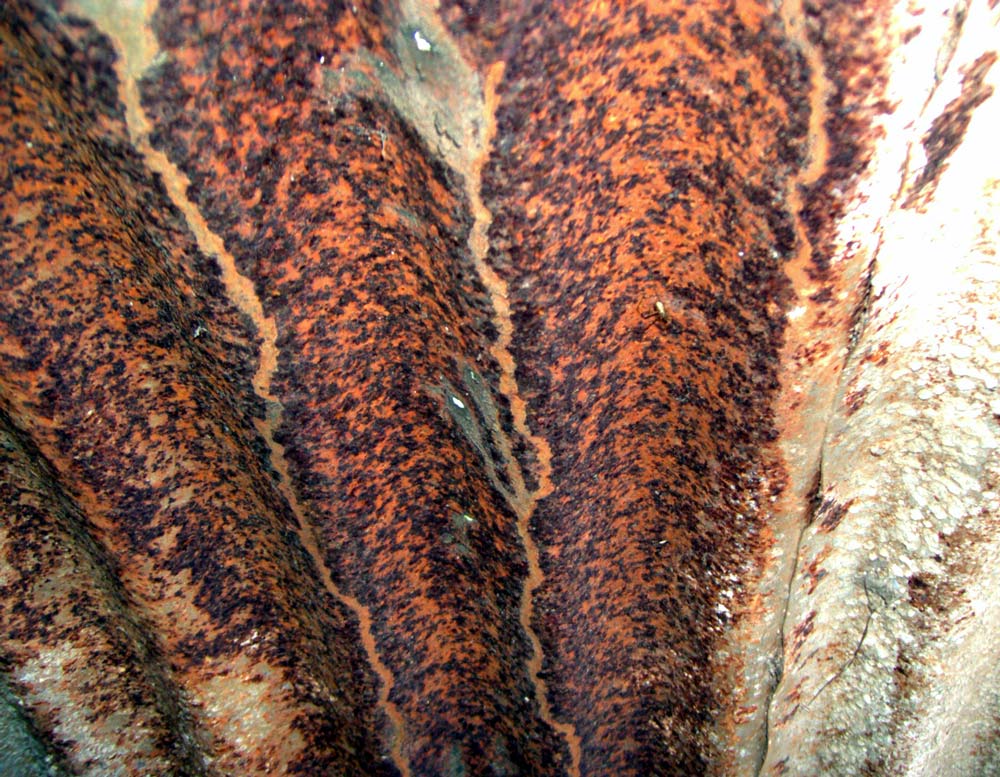 Photography by rexybaby for DesignCrowd (Community Contests) | Design #9001952