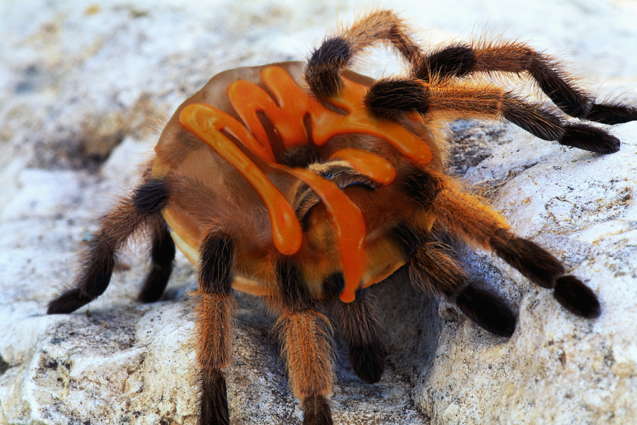 Photoshop Design by colognedreaming for DesignCrowd (Community Contests) | Design #8998909