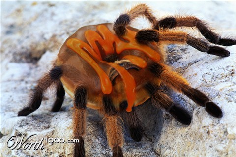 Photoshop Design by colognedreaming