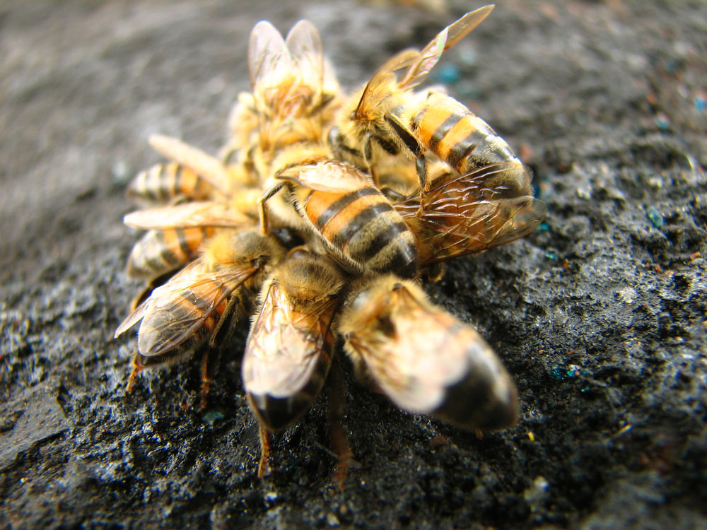 Photography by arquiwhat for DesignCrowd (Community Contests) | Design #8997973