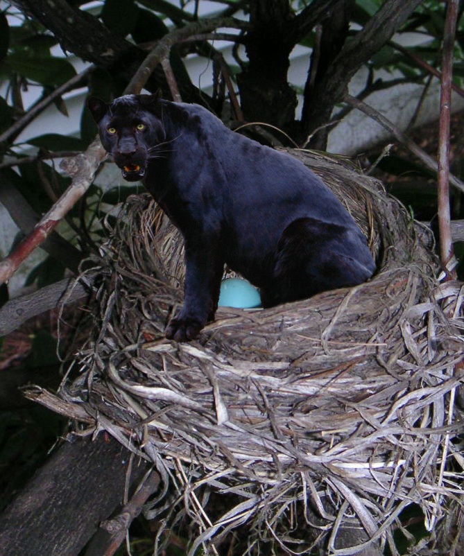 Diseño de Photoshop por vytcheslav para DesignCrowd (Community Contests) | Diseño #8999076