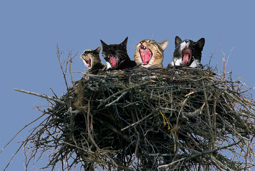 Diseño de Photoshop por GreenChianti para DesignCrowd (Community Contests) | Diseño #8999226