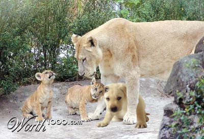 Photoshop Design by EriKinetic