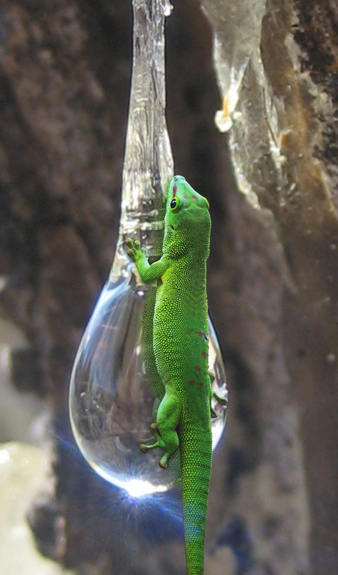 Photoshop-Design von jela86 für DesignCrowd (Community Contests) | Design #8999221