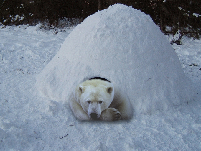 Photoshop-Design von lordgilamesh für DesignCrowd (Community Contests) | Design #8999210