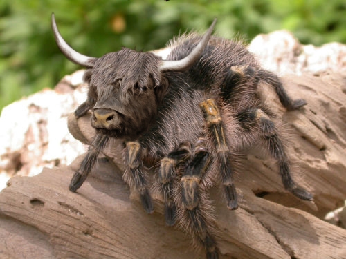 Photoshop Design by Whitevermi for DesignCrowd (Community Contests) | Design #8998429