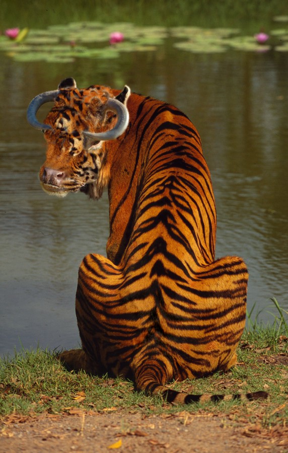 Photoshop Design by Fishwife for DesignCrowd (Community Contests) | Design #8998408