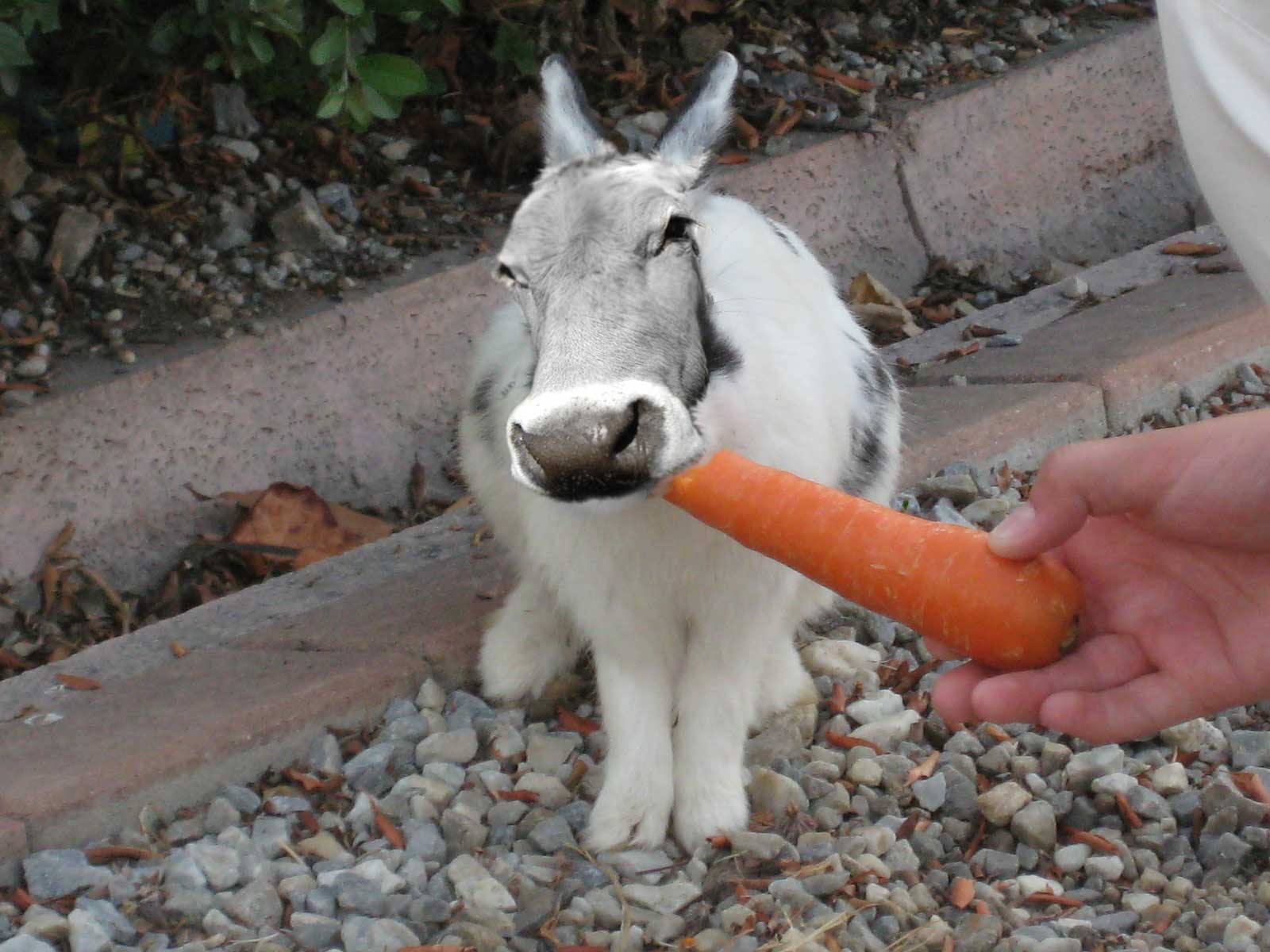 Photoshop Design by chaky for DesignCrowd (Community Contests) | Design #8998435