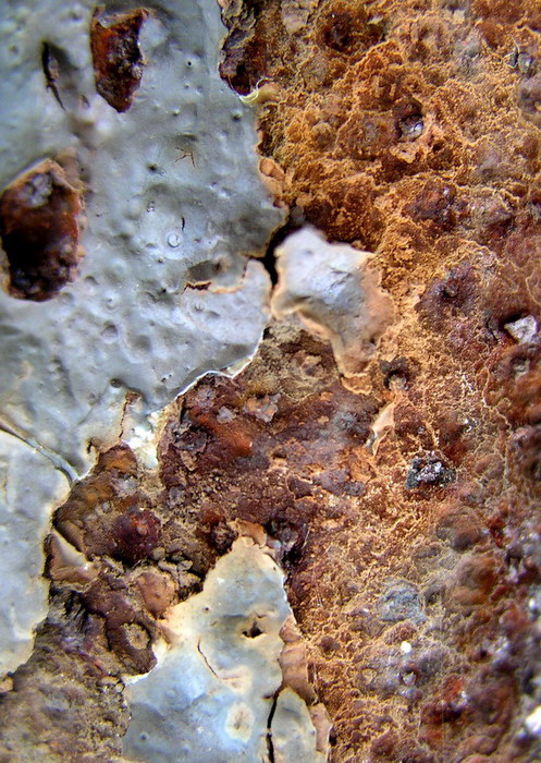 Fotografie von mzmzmzmz für DesignCrowd (Community Contests) | Design #9002061