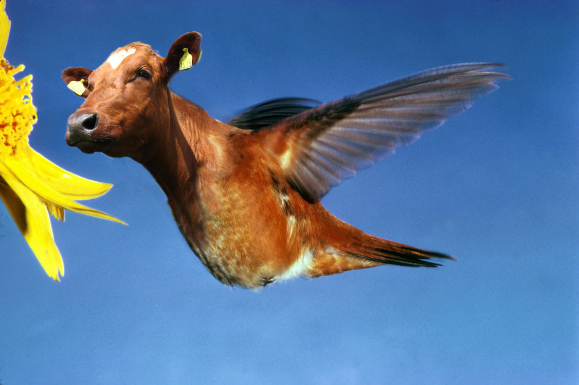 Photoshop Design by scorchio for DesignCrowd (Community Contests) | Design #8998623