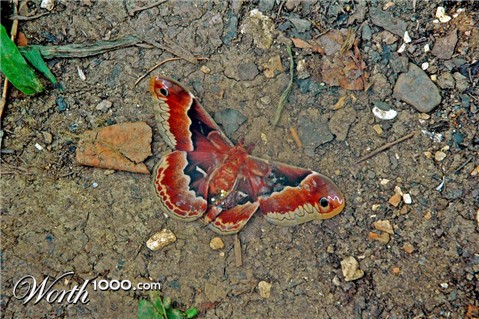 Photography by Lmorrow57