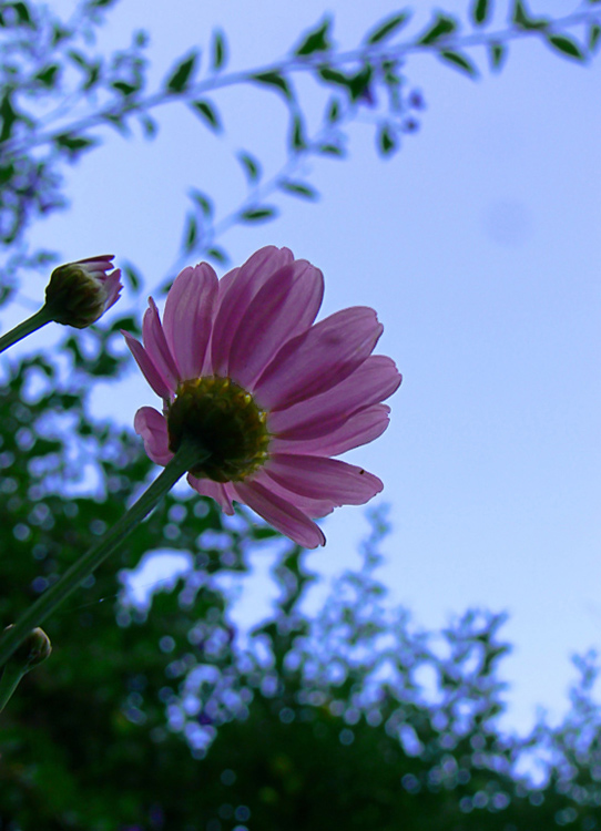 Photographie par alicina pour DesignCrowd (Community Contests) | Design #9004188