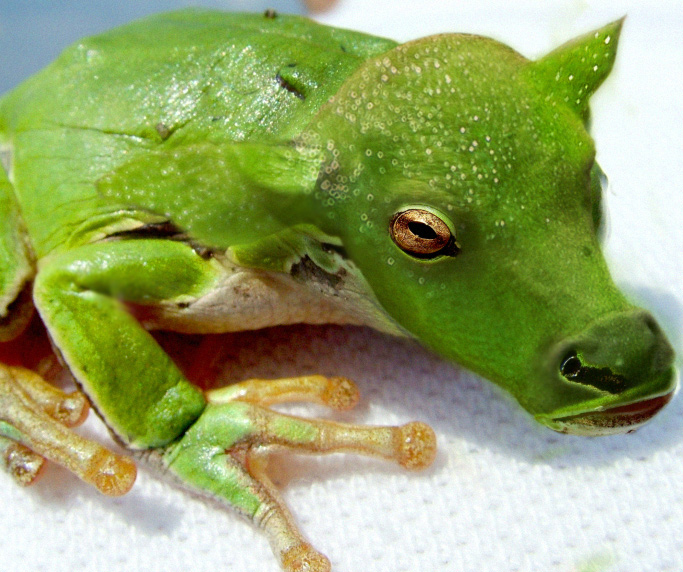 Photoshop-Design von blu0range für DesignCrowd (Community Contests) | Design #8998574