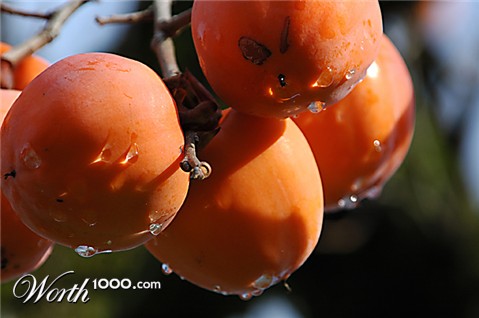 Photography by toscio