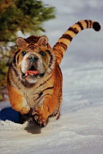 Diseño de Photoshop por boriiii para DesignCrowd (Community Contests) | Diseño #8998910