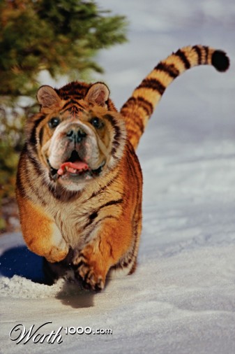 Photoshop Design by boriiii