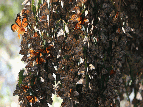 Photoshop Design by herpsrule for DesignCrowd (Community Contests) | Design #8998941