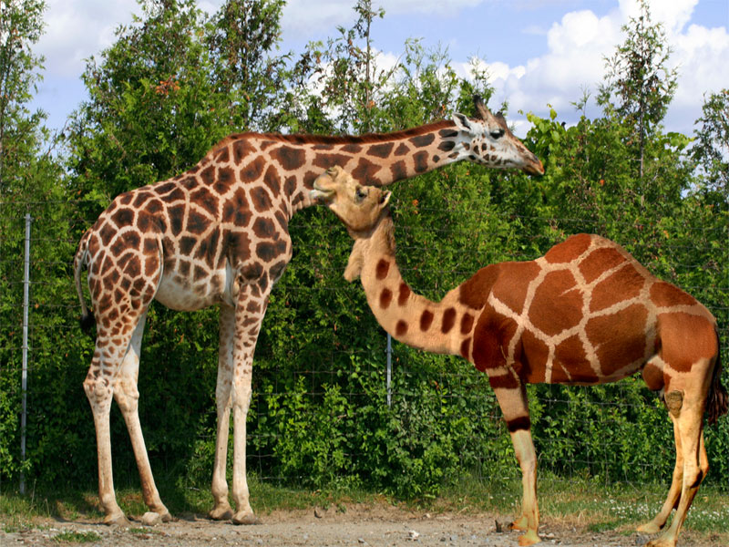 Photoshop Design by mibj2000 for DesignCrowd (Community Contests) | Design #8998931