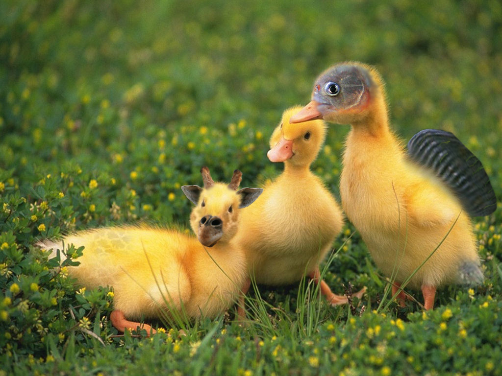 Photoshop Design by evyken for DesignCrowd (Community Contests) | Design #8998937