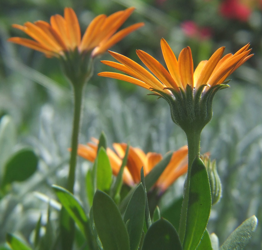 Photography by wilowwhysp for DesignCrowd (Community Contests) | Design #8997963