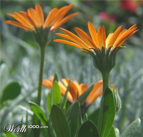 Photography by wilowwhysp