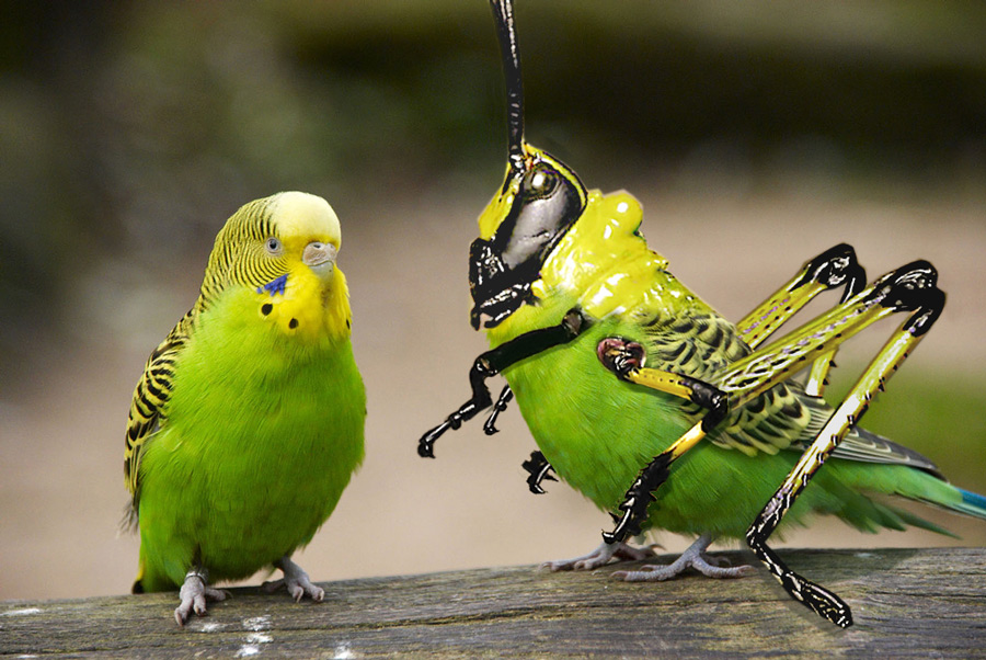 Diseño de Photoshop por damirspanja para DesignCrowd (Community Contests) | Diseño #8998956