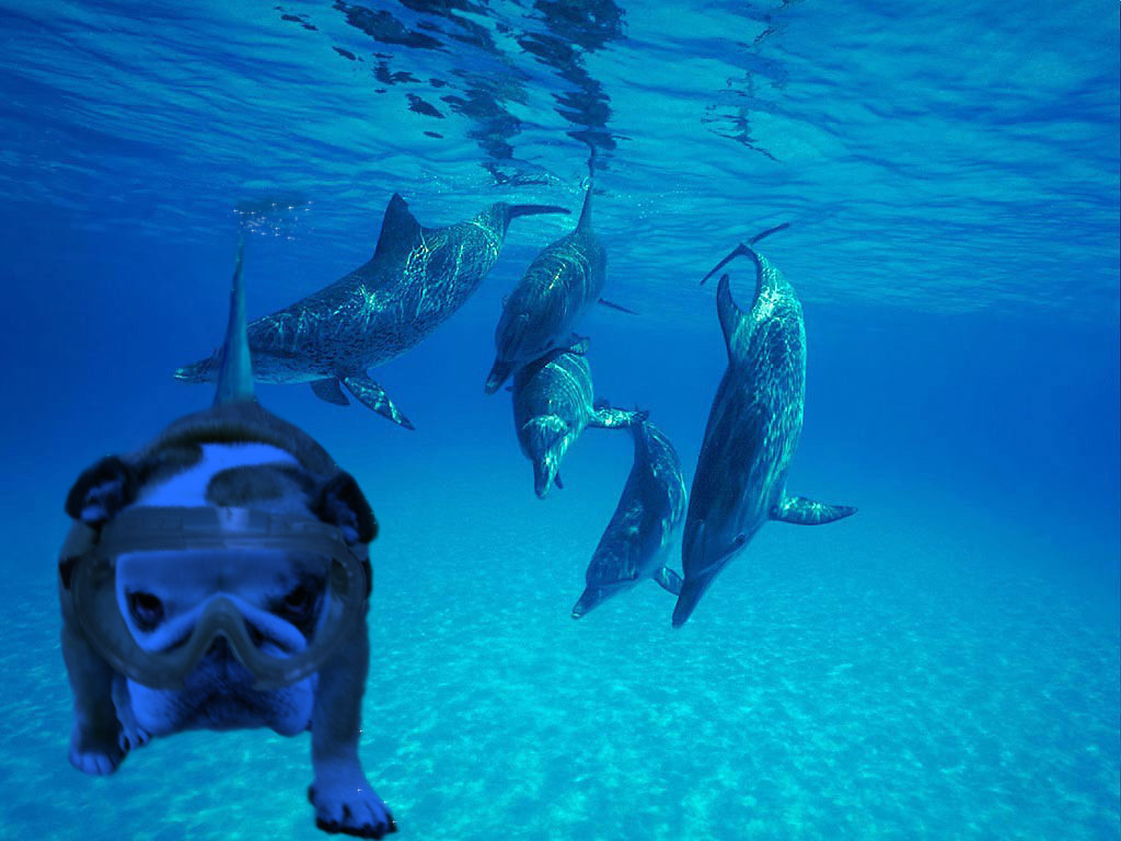 Photoshop Design by Brendan65 for DesignCrowd (Community Contests) | Design #8998972