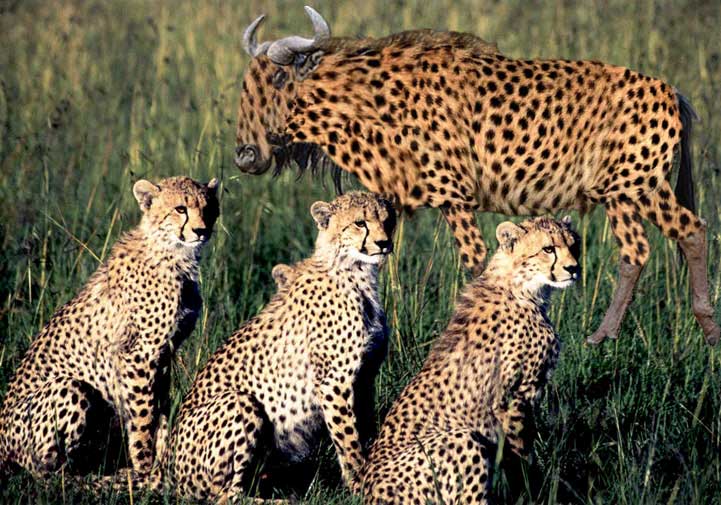 Photoshop Design by Im_refuelin for DesignCrowd (Community Contests) | Design #8998986