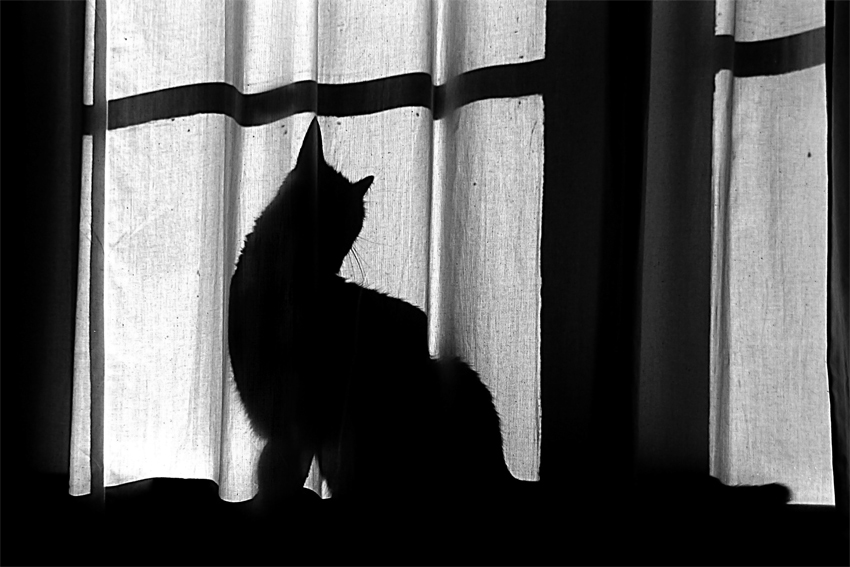 Photography by shazamataz for DesignCrowd (Community Contests) | Design #8999954