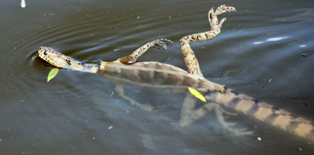 Photoshop Design by LeonardoSJC for DesignCrowd (Community Contests) | Design #8999016