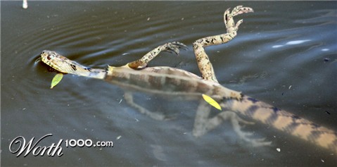 Photoshop Design by LeonardoSJC